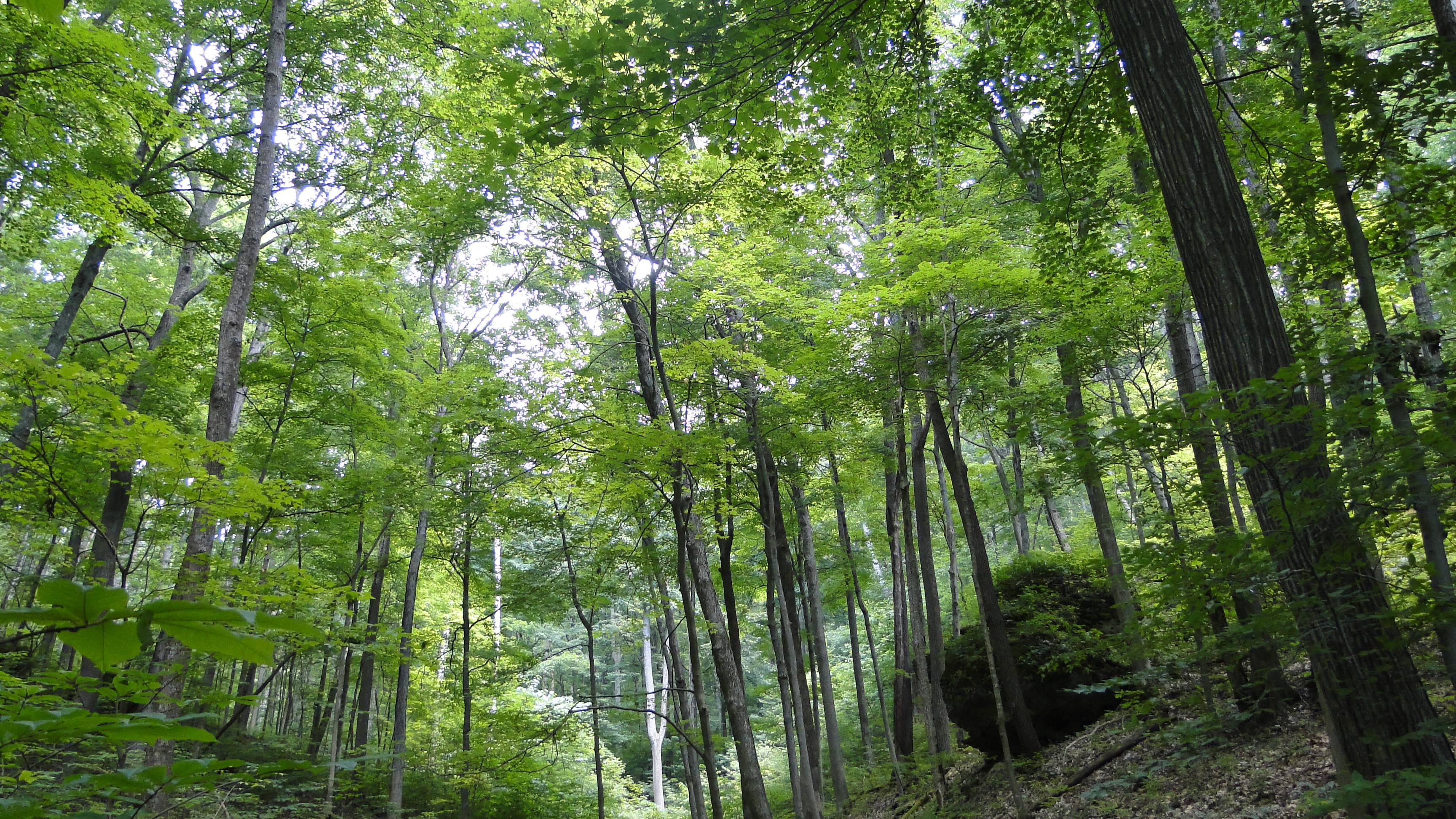 photo of the Richard & Lucile Durrell Edge of Appalachia Preserve System