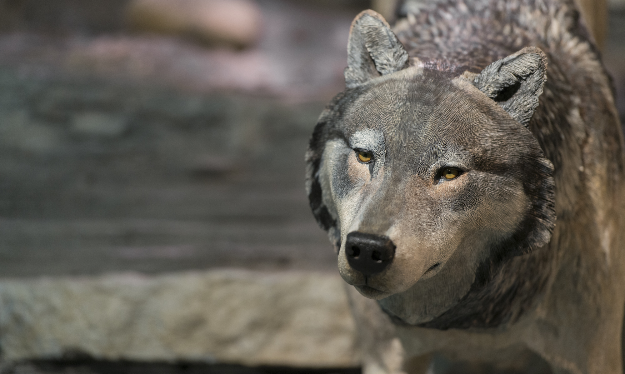 zoology photo of wolf recreation