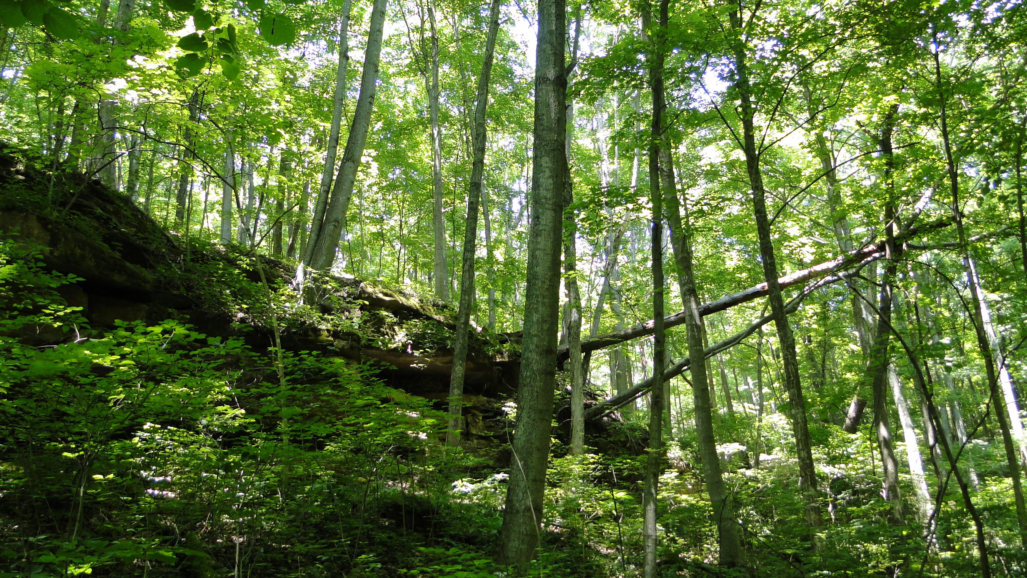 photo from the Richard & Lucile Durrell Edge of Appalachia Preserve System