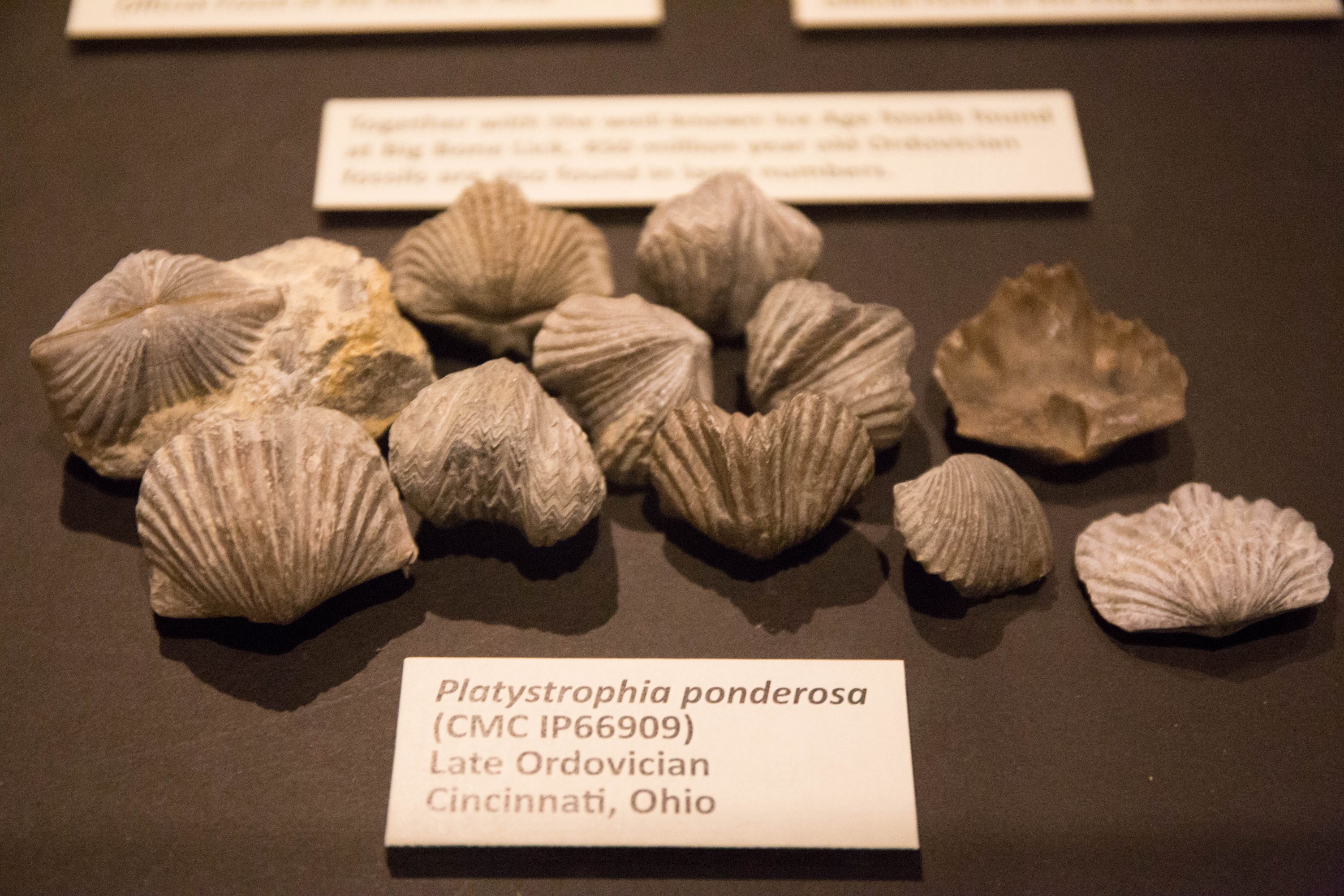 invertebrate paleontology photo of fossils