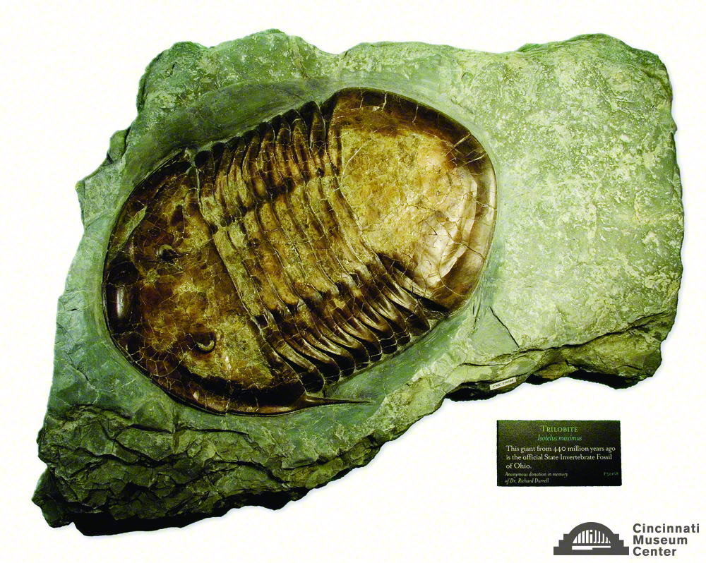 Isotelus: Ohio State's Fossil