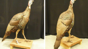 Turkey and Corn - Podcast mini episode