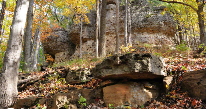 Woodrat habitat