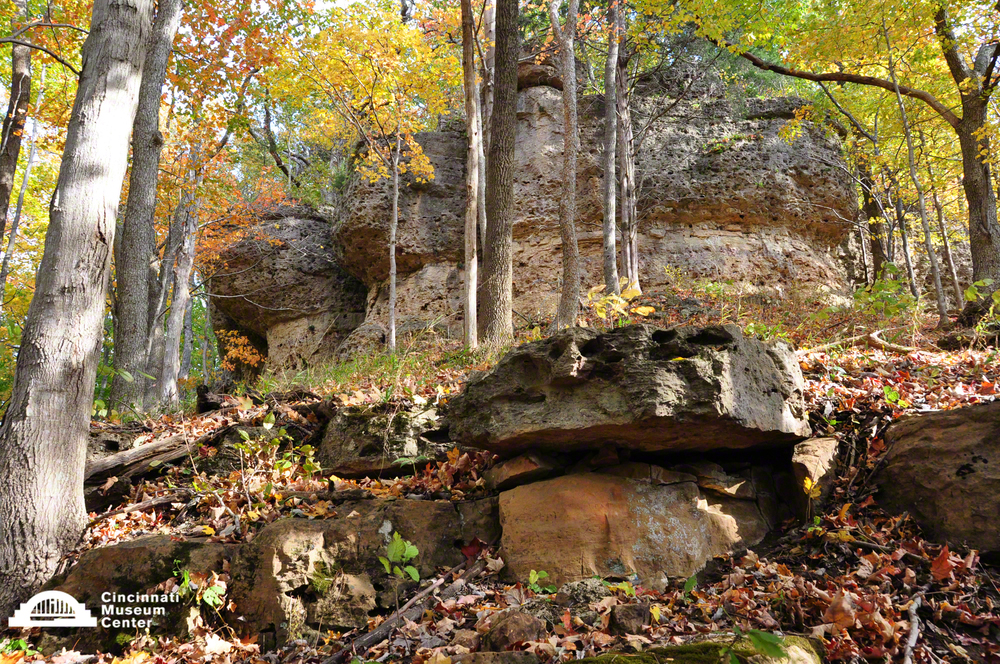 Woodrat habitat