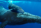 OMNIMAX Humpback Whales