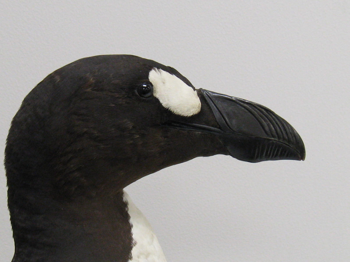 Is this the last Great Auk?