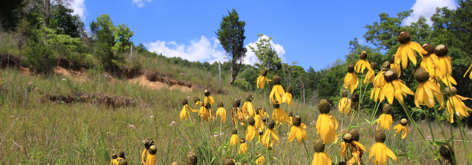 photo from the Richard & Lucile Durrell Edge of Appalachia Preserve System