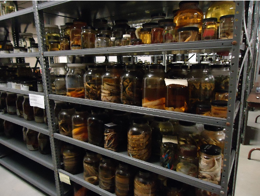 What's in the jar? - Cincinnati Museum Center