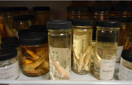 What's in the jar? - Cincinnati Museum Center What's in the jar? - Cincinnati Museum Center