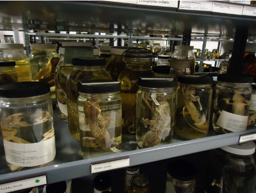 What's in the jar? - Cincinnati Museum Center What's in the jar? - Cincinnati Museum Center