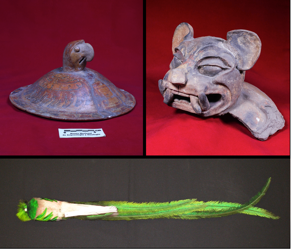Maya Mammals (and more!)