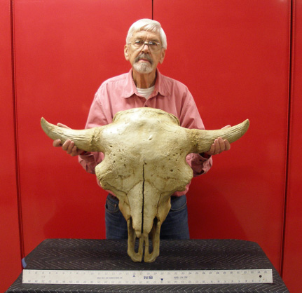 Prehistoric Bison