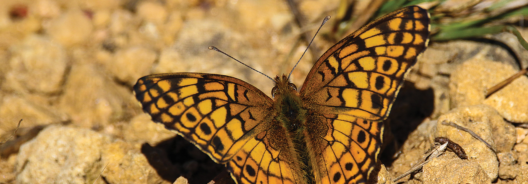 photo from the Edge of Appalachia Preserve System