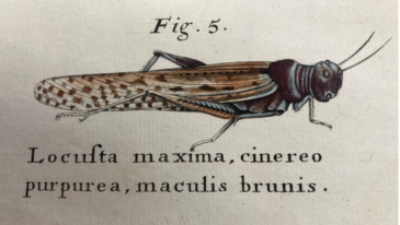 Cicadas and Locusts in the Cornelius J. Hauck Botanical Collection