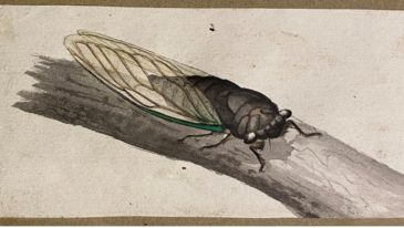 Cicadas and Locusts in the Manuscript Collection