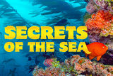 Secrets of the Sea. Image set under the sea featuring a coral reef with an orange fish swimming right.