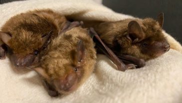 Going Batty in Cincinnati