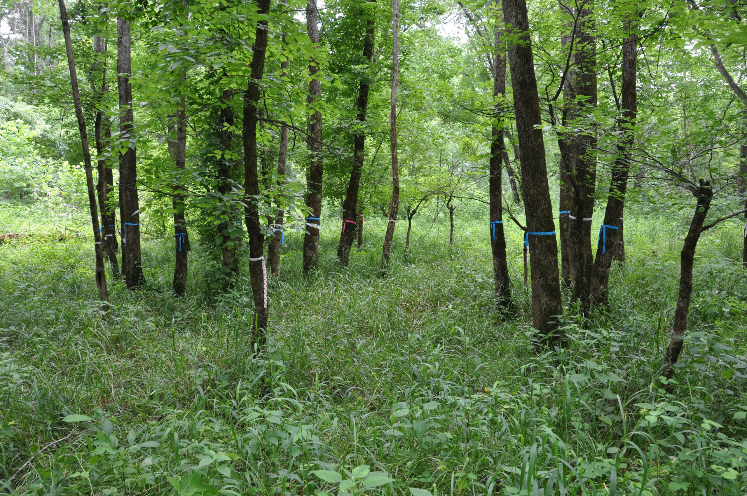 A Lichen Conservation Story